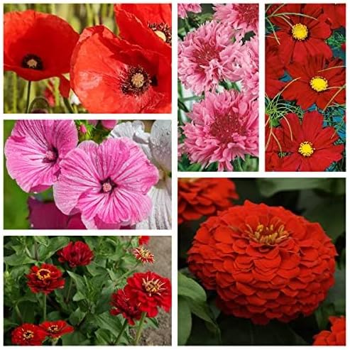 Outsidepride Red Color Shades Mix Wildflower Seeds - 10000 Pcs Annual Easy to Grow, Low Maintenance, Self-Seeding Flower Seeds w/Vibrant Blooms for Pollinator-Friendly Gardens, Containers & Borders