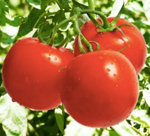 Ace 55 Heirloom Tomato Seeds for Planting Outdoors - 100 Fresh Seeds - Large Beefsteak Tomatoes - Determinate, Low-Acid - Grown in The USA