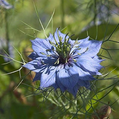 Palm Beach Medicinal Herbs - Black Cumin (Nigella Sativa) - Packet of 50 Seeds