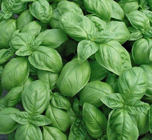 Genovese Sweet Basil Seeds for Planting (Ocimum basilicum) – 500+ Heirloom Non-GMO Herb Seeds by Isla’s Garden Seeds, Classic Italian Basil for Culinary Use, Fragrant & Fast-Growing, Gardening Gift