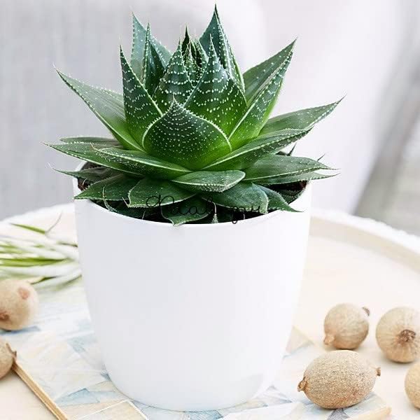 Houseplant Potting Mix 10qt, Fertilized, Perlite Soil for All Types of Indoor House Plants and Tropical Plant