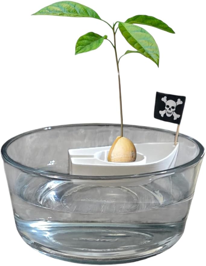 Avocado Seed Starter Boats – Easy Germination Kit for Growing Avocado Trees