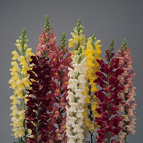 Park Seed Snap Dragon Flower Plant Seeds – Rocket Hybrid Mix with Tall, Densely Packed Spikes in Full Color Range, Fragrant Cool-Season Blooms for Borders and Cutting Gardens, Pack of 100