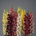Park Seed Snap Dragon Flower Plant Seeds – Rocket Hybrid Mix with Tall, Densely Packed Spikes in Full Color Range, Fragrant Cool-Season Blooms for Borders and Cutting Gardens, Pack of 100