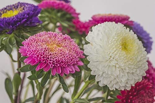 Seeds Aster Pompon Mix Giant Flower Annual Outdoor Garden Cut for Planting Non GMO