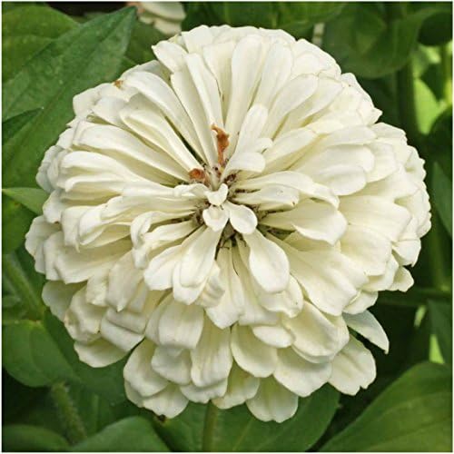 Seed Needs Polar Bear White Zinnia Seeds for Planting - Heirloom & Untreated - Grow a Butterfly Garden to Attract Butterflies, Bees and Pollinators - Great Cut Flowers (2 Packs)