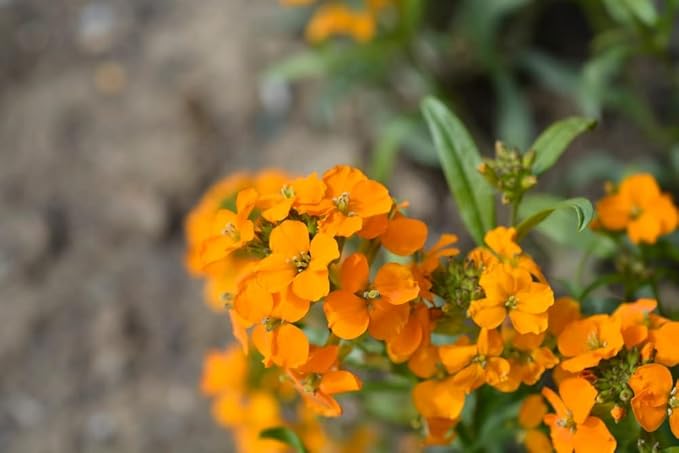 Siberian Wallflower Seeds (Cheiranthus allionii) –400+ Heirloom Non-GMO Seeds by Isla’s Garden Seeds, Bright Orange Blooms, Easy to Grow, Attracts Pollinators, Perfect for Borders & Wildflower Gardens