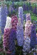 100+ Delphinium Seeds- Pacific Giant Mix- Perennial Wild Flower