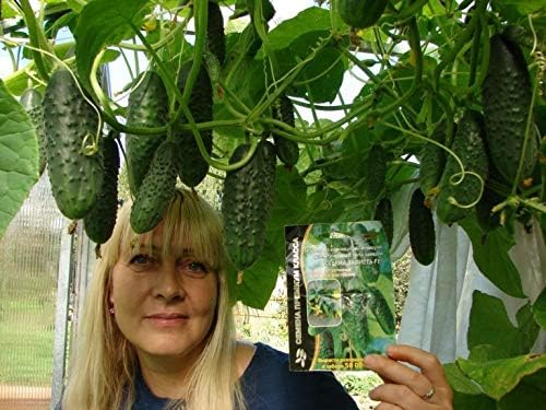Seeds Cucumber to The Envy of a Neighbor Pickling 45 Days Vegetable Non GMO