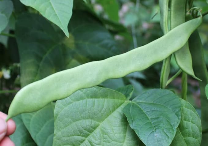 for 2026-Organic Pole Bean Seeds for Planting Vegetables and Fruits-Chinese Green Bean Seed(芸豆,青扁豆) French/Romano Pole Beans.Non GMO Garden Seed for Home Vegetable Garden(30-37 Veggie Seeds-Helda)