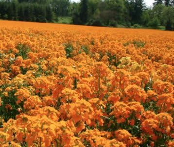 Siberian Wallflower Seeds (Cheiranthus allionii) –400+ Heirloom Non-GMO Seeds by Isla’s Garden Seeds, Bright Orange Blooms, Easy to Grow, Attracts Pollinators, Perfect for Borders & Wildflower Gardens