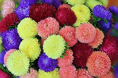 Seeds Aster Pompon Mix Giant Flower Annual Outdoor Garden Cut for Planting Non GMO