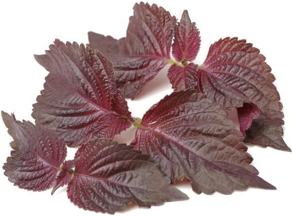 200ct+ Perilla Seeds for Planting/Shiso Seeds for Planting.Heirloom Non GMO Seed for Sprouting,紫苏Vegetable Seed and Hydroponic Seed for Pods(Shiso Herb Seed #1,Purple/Red-1g)