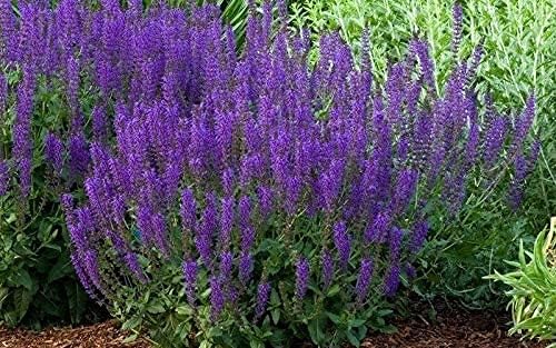 SAVOIR 100PCS Seeds May Night Blue Salvia Meadow Sage Organic Ornamental Perennial Flowers Seed Planting Outdoors Garden
