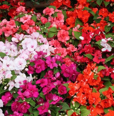 500 Mix Impatiens Seeds - Non-GMO Mixed Color Annual Flower Seed, Pollinator Friendly & Compact with Vibrant Abundant Blooms for Shade Gardens & Container Planting