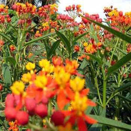 Outsidepride Tropical Milkweed Seeds - 2000 Pcs Perennial, Heat & Humid Tolerant, Pollinator-Friendly Wildflower Seeds, Ideal for Monarch Butterflies, Cut Flowers, Borders, or Meadows