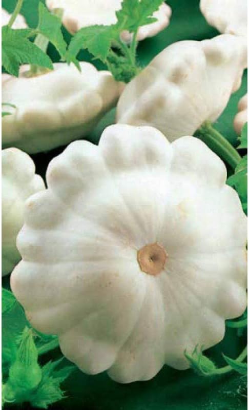 Seeds Vegetable White Patty Pan Squash Scallop Zucchini - 30 Seeds