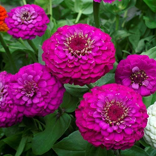 Outsidepride Purple Lilliput Zinnia Seeds - 2000 Pieces Annual, Drought Tolerant Flower Seeds for Planting Outdoors w/Pom-Pom-Like Compact Double Blooms for Borders & Containers, Pollinator Friendly