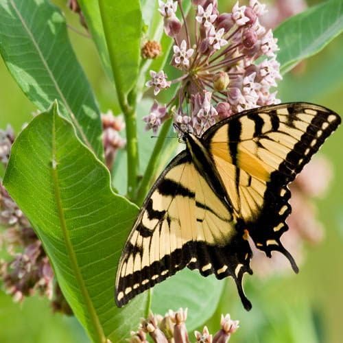 Outsidepride Common Milkweed Seeds - 100 Pcs Perennial, Heat & Humid Tolerant, Pollinator-Friendly Wildflower Seeds, Ideal for Monarch Butterflies, Cut Flowers, Borders, or Meadows