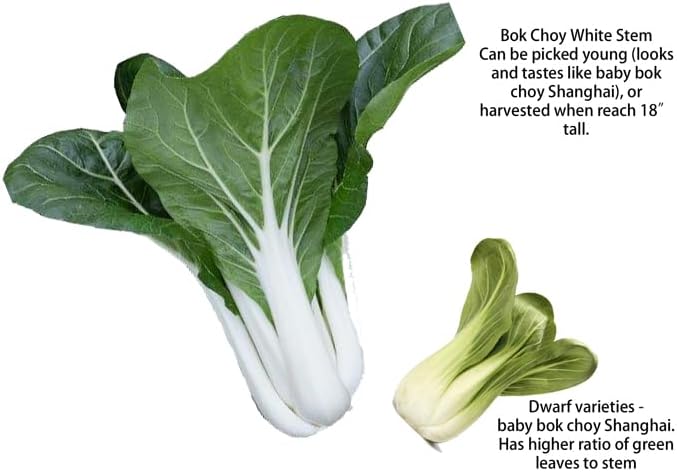 2026 EarlyBird-Sow in Fall/Spring-4000+ Bok Choy Seeds for Sprouting,Chinese Cabbage Seed for Planting,Microgreen/Sprouting Seeds for Home Vegetable Garden.黑叶白菜 (Pak Choi White Stem,10g)