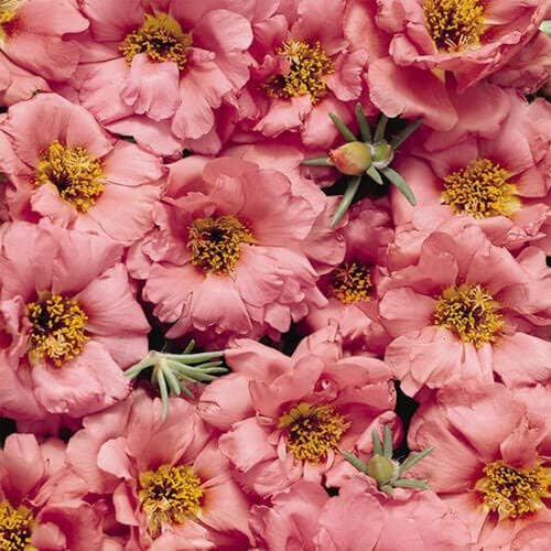 Outsidepride Sundial Peach Portulaca Moss Rose Seeds - 500 Pcs Annual, Heat & Drought Tolerant, Soil Adaptable Moss Seeds Ground Cover & Flower Seeds for Planting in Gardens & Xeriscapes (AAS Winner)