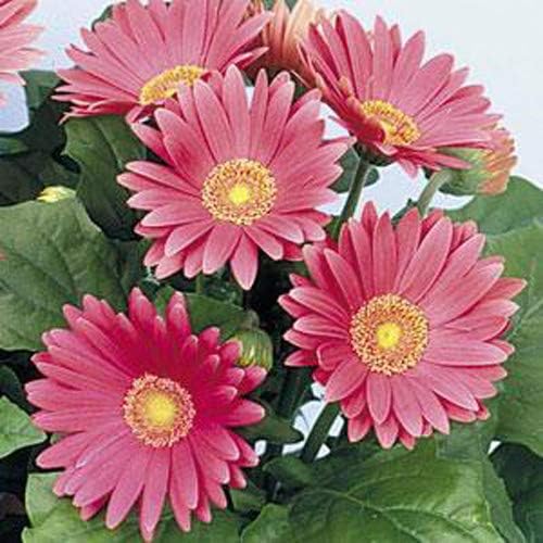 Outsidepride Rose Shades Gerbera Seeds - 10 Pcs Perennial, Compact & Low Maintenance, Flower Seeds for Planting w/Vibrant Rose Blooms, Ideal for Garden Landscaping & Cut Flower Arrangements