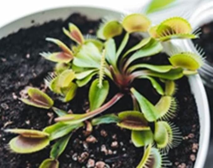 Venus Fly Trap, Pitcher, Butterworts, Bladderworts Drosera Carnivorous Plant Potting Soil Mix Peat Moss & Perlite (½ Gallon / 2 quarts).