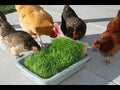 Complete Chicken Wheat Grass Fodder Grow Kit. 10x20 Grow Container, (3X) Jute Grow Medium Cloth and Wheatgrass Seeds. Harvest in 10 Days. Keto (Complete Wheatgrass Kit)