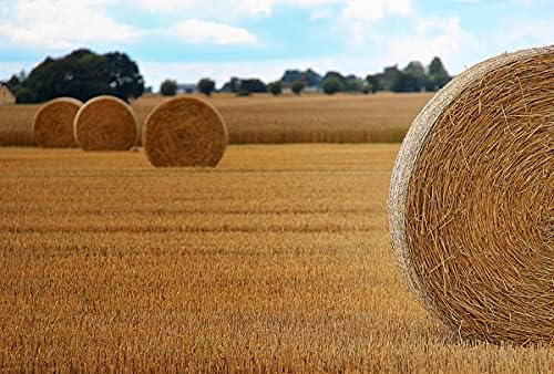 Premium 100% Natural Straw for Animal Bedding, Garden Mulch, Compost & Fertilizer, and Grass Cover (Compressed Bale (Approx. 36 lbs)