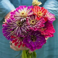 Eden Brothers Zinnia Seeds - Meteor Shower Mix, Non-GMO Seeds for Planting, Packet | Low-Maintenance Flower Seeds, Plant During Spring, Zones 3, 4, 5, 6, 7, 8, 9, 10