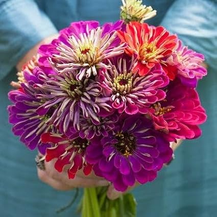 Eden Brothers Zinnia Seeds - Meteor Shower Mix, Non-GMO Seeds for Planting, Packet | Low-Maintenance Flower Seeds, Plant During Spring, Zones 3, 4, 5, 6, 7, 8, 9, 10