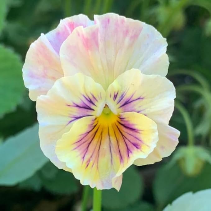 100+ Chianti Mix Pansy Seeds Heirloom Flowers Ground Cover Garden Planting