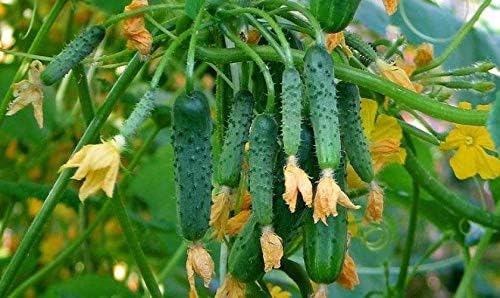 Seeds Cucumber to The Envy of a Neighbor Pickling 45 Days Vegetable Non GMO