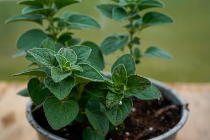 Greek Oregano Herb Seeds for Planting, 2500+ Seeds Per Packet, (Isla's Garden Seeds), Non GMO & Heirloom Seeds, Botanical Name: Origanum vulgare, Great Herb Garden Gift