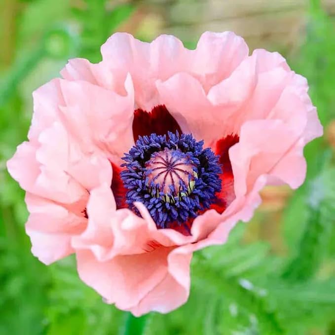 1010+ Perennial Mixed Poppy Flower Seeds for Planting Outdoors-Poppy Seeds Attracts Bees&Butterflies Fragrant Butterfly