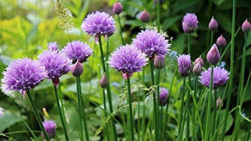 Gaea's Blessing Seeds - Chives Seeds - Non-GMO Seeds with Easy to Follow Planting Instructions - Open-Pollinated Heirloom 88% Germination Rate (Pack of 2)