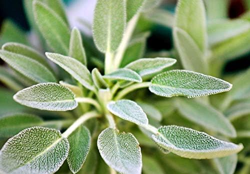 1000 Mixed Herb Seeds Heirloom Non GMO 12 Varieties This is a Mix, Thyme Oregano Sage Tarragon Marjoram Summer Savory Basil Italian Greek Thai Dwarf Ruby Red, Diplotaxis tenuifolia Grown in USA