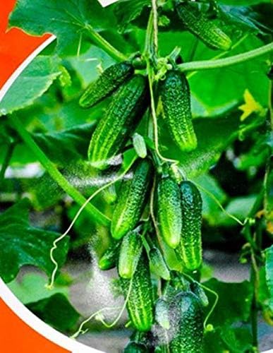 Seeds Cucumber to The Envy of a Neighbor Pickling 45 Days Vegetable Non GMO