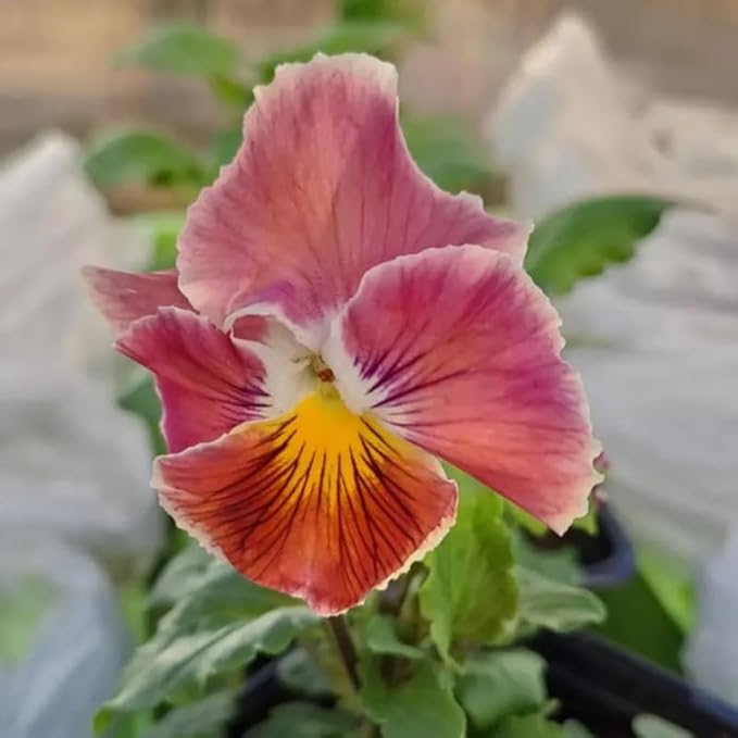 100+ Chianti Mix Pansy Seeds Heirloom Flowers Ground Cover Garden Planting