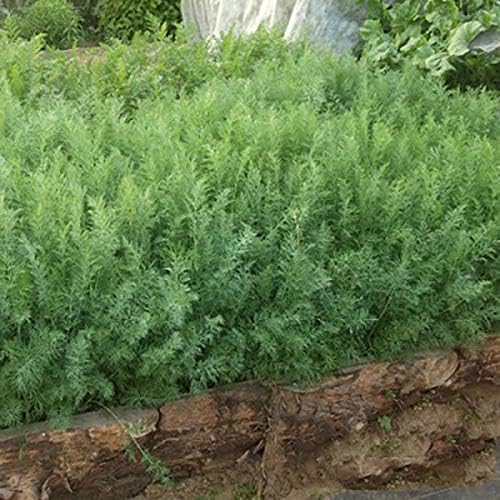 Seeds Dill Bush Type Heirloom Vegetable for Planting Non GMO