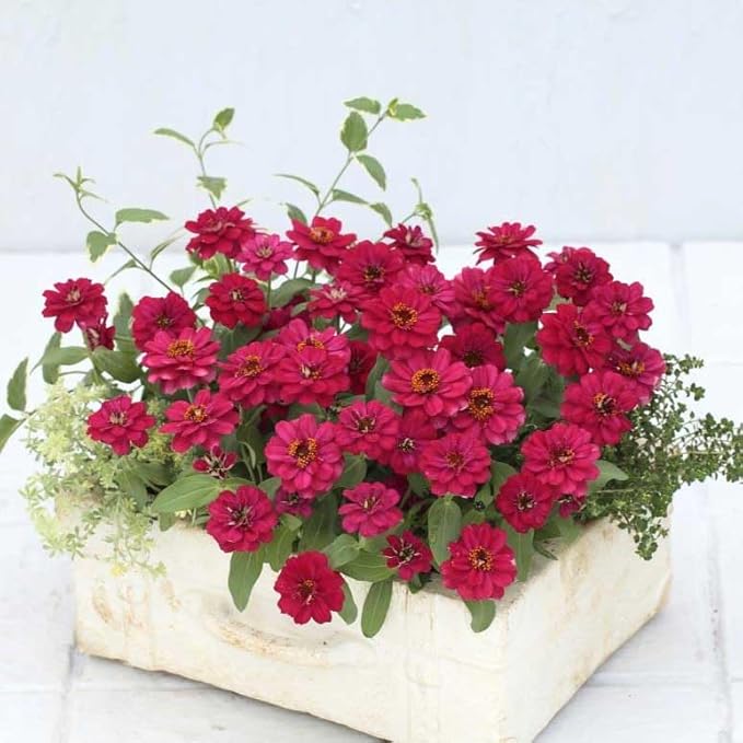 Eden Brothers Zinnia Seeds - Profusion Double Hot Cherry