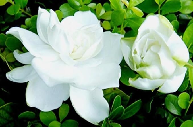 100PCS Gardenia Jasminiodes Seeds Cape Jasmine Fragrant Shrub Seeds Heirloom