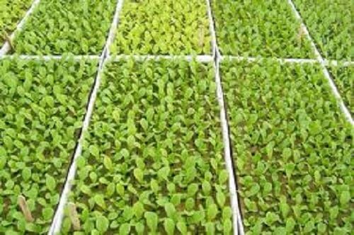 RSI Hydroponic Seed Tray 128 & 242 Plugs