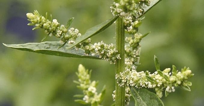 Live Epazote Plant/Mexican Tea. Year's Supply. Family+Friends Pack. Helps Immunity, Digestion, Metabolism. Flavorful, Pungent, Fresh, Edible. Easy Grow. Indoor/Outdoor. (4 Epazote in Sac)
