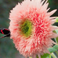 50pcs Pink Pooh Sunflower Seeds - Unique Pink Blooms, Non-GMO, Heirloom, Organic - Ideal for Zones 5-10