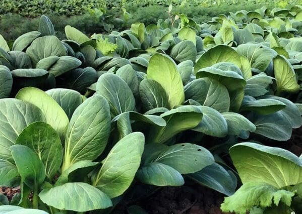 2026 EarlyBird-Sow in Fall/Spring-4000+ Bok Choy Seeds for Sprouting,Chinese Cabbage Seed for Planting,Microgreen/Sprouting Seeds for Home Vegetable Garden.黑叶白菜 (Pak Choi White Stem,10g)