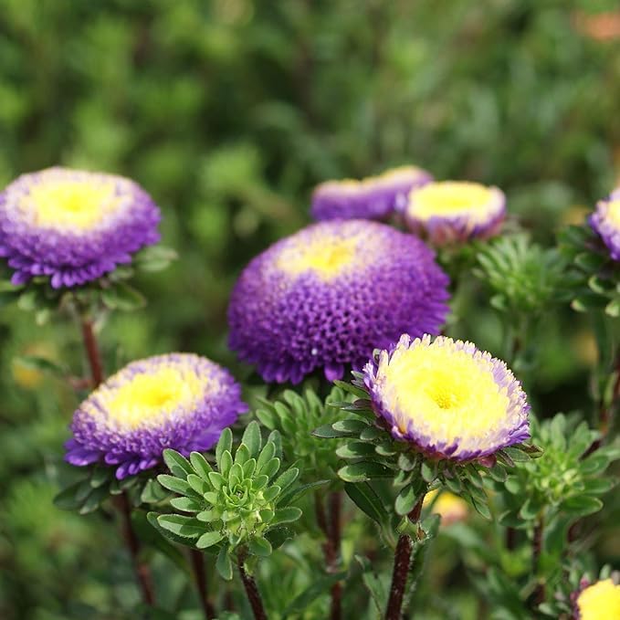 Outsidepride Tall Pompon Blue Moon Aster Seeds - 2000 Pcs. Annual, Hardy & Pollinator Friendly Flower Seeds for Planting Vibrant Disc-Shaped White-Blue Blooms, Ideal for Meadows & Aesthetic Gardens