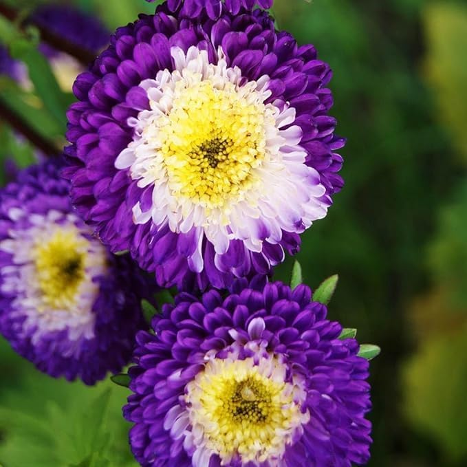 Outsidepride Tall Pompon Blue Moon Aster Seeds - 1000 Pcs. Annual, Hardy & Pollinator Friendly Flower Seeds for Planting Vibrant Disc-Shaped White-Blue Blooms, Ideal for Meadows & Aesthetic Gardens