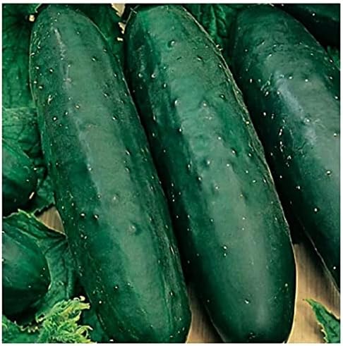 50 Marketmore 76 Cucumber Seeds | Non-GMO | Heirloom | Instant Latch Garden Seeds