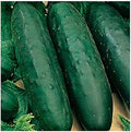 50 Marketmore 76 Cucumber Seeds | Non-GMO | Heirloom | Instant Latch Garden Seeds